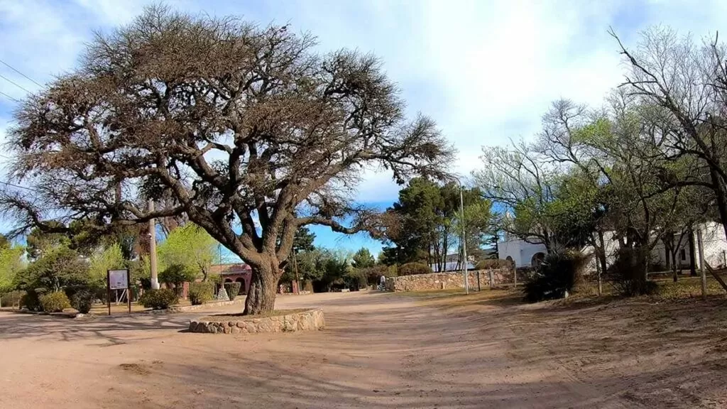 Viejo Algarrobo en el Paraje Dolores - amocordoba.ar