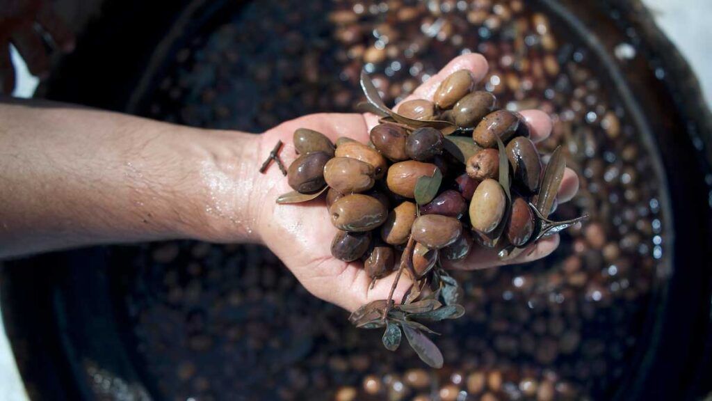 Aceitunas negras