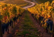 Caminos del Vino en Córdoba