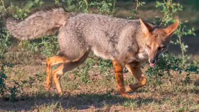 Zorro griz - Animales silvestres en entornos urbanos
