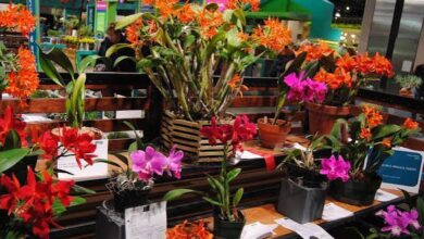 Muestra de Horticultura y Arte Floral en La Cumbre 2026